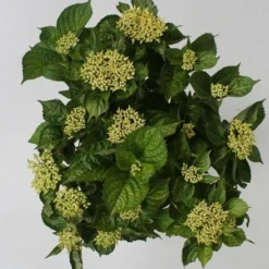 Hortensia Blue Boogiewoogie (Hydrangea 'Music Collection') -Groen Dome Verkoopwinkel hydrangea blue boogiewoogie 4 1