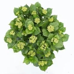 Hortensia Deep Purple Dance (Hydrangea 'Music Collection') 11 Hortensia Deep Purple Dance (Hydrangea 'Music Collection') -Groen Dome Verkoopwinkel hydrangea deep purple dance c5 3