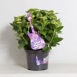 Hortensia Deep Purple Dance (Hydrangea 'Music Collection') 10 Hortensia Deep Purple Dance (Hydrangea 'Music Collection') -Groen Dome Verkoopwinkel hydrangea deep purple dance c5 4