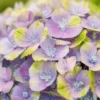 Hortensia (Hydrangea 'Magical Jewel Blue') -Groen Dome Verkoopwinkel hydrangea macr magical amethyst blue kopie
