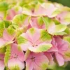Hortensia (Hydrangea 'Magical Jewel Pink') -Groen Dome Verkoopwinkel hydrangea macr magical amethyst pink kopie