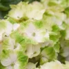 Hortensia (Hydrangea Magical Noblesse) -Groen Dome Verkoopwinkel hydrangea macr magical noblesse kopie