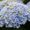 Hortensia (Hydrangea Magical Revolution Blue) -Groen Dome Verkoopwinkel hydrangea macr magical revolution blue kopie