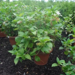 Hortensia (Hydrangea Macrophylla 'Soeur Therese') -Groen Dome Verkoopwinkel hydrangea macrophylla soeur therese c50