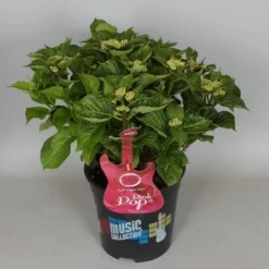Hortensia Pink Pop (Hydrangea 'Music Collection') -Groen Dome Verkoopwinkel hydrangea pink pop c5 3