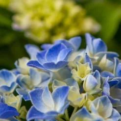 Hortensia Blue Ballad (Hydrangea 'Music Collection') -Groen Dome Verkoopwinkel img 1365