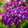 Hortensia Paars (Hydrangea 'Forever&Ever') -Groen Dome Verkoopwinkel img 1427