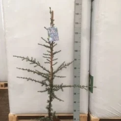 Atlasceder (Cedrus Libani 'Glauca') 19 Atlasceder (Cedrus Libani 'Glauca') -Groen Dome Verkoopwinkel img 1752 002