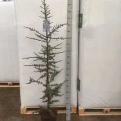 Atlasceder (Cedrus Libani 'Glauca') 20 Atlasceder (Cedrus Libani 'Glauca') -Groen Dome Verkoopwinkel img 1753