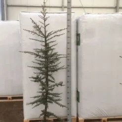 Atlasceder (Cedrus Libani 'Glauca') 18 Atlasceder (Cedrus Libani 'Glauca') -Groen Dome Verkoopwinkel img 1754