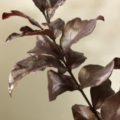 Lagerstroemia (Lagerstroemia Indica 'Rhapsody In Pink') -Groen Dome Verkoopwinkel img 2473 1