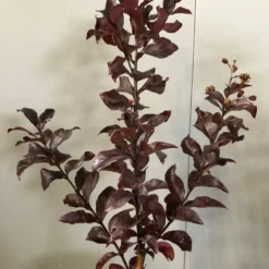 Lagerstroemia Als Halfstam (Lagerstroemia Indica 'Rhapsody In Pink') -Groen Dome Verkoopwinkel img 2474 1 1