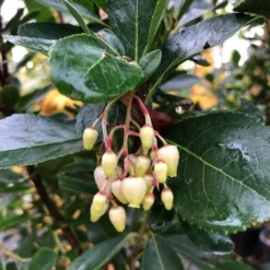 Aardbeiboom Als Struik (Arbutus Unedo) -Groen Dome Verkoopwinkel img 2585
