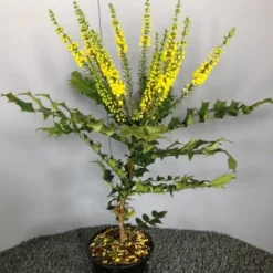 Mahoniestruik (Mahonia Media 'Winter Sun') -Groen Dome Verkoopwinkel img 2655 1