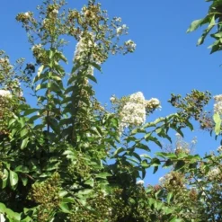 Lagerstroemia Halfstam (Lagerstroemia Indica 'Burgundy Cotton') -Groen Dome Verkoopwinkel img 4003