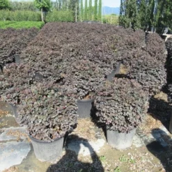 Loropetalum Als Bolvorm (Loropetalum 'Fire Dance') -Groen Dome Verkoopwinkel img 4054