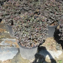 Loropetalum Als Bolvorm (Loropetalum 'Fire Dance') -Groen Dome Verkoopwinkel img 4055