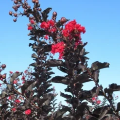 Lagerstroemia Als Halfstam (Lagerstroemia 'Black Diamond Best Red') -Groen Dome Verkoopwinkel img 4246