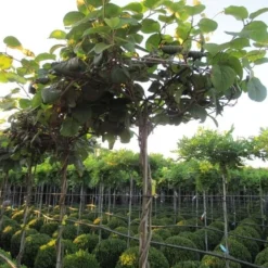 Groen Dome Verkoopwinkel 31 Kiwiplant Als Dakboom (Actinidia Chinensis)