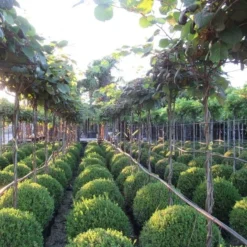 Kiwiplant Als Dakboom (Actinidia Chinensis) -Groen Dome Verkoopwinkel img 4340