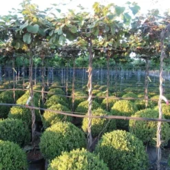 Kiwiplant Als Dakboom (Actinidia Chinensis) -Groen Dome Verkoopwinkel img 4341