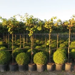 Kiwiplant Als Dakboom (Actinidia Chinensis) -Groen Dome Verkoopwinkel img 4342