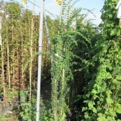 Jasmijn (Jasminum Officinale) -Groen Dome Verkoopwinkel jasminum officinale 175 200