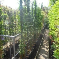 Jasmijn (Jasminum Officinale) -Groen Dome Verkoopwinkel jasminum officinale 175 200 c10