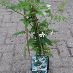Jasmijn (Jasminum Officinale) -Groen Dome Verkoopwinkel jasminum officinale 1