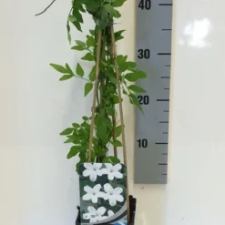 Jasmijn (Jasminum Officinale) -Groen Dome Verkoopwinkel jasminum officinalis 50 60 c2 1