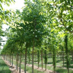 Grote Walnoot (Juglans Regia) -Groen Dome Verkoopwinkel juglans regia s 20 25 1