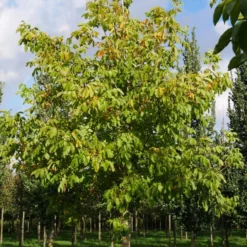 Grote Walnoot (Juglans Regia) -Groen Dome Verkoopwinkel juglans regia s 35 40 1