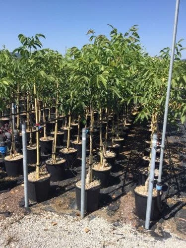 Walnoot (Juglans Regia 'Franquette') 3 Walnoot (Juglans Regia 'Franquette')