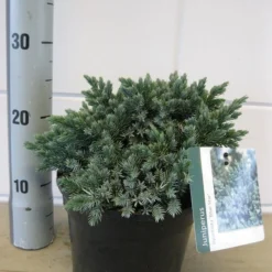 Jeneverbes (Juniperus Squamata 'Blue Star') -Groen Dome Verkoopwinkel juniperus blue star c3 november