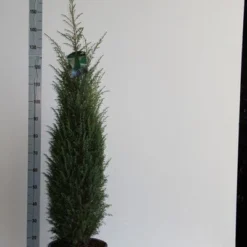 Jeneverbes (Juniperus Communis 'Hibernica') -Groen Dome Verkoopwinkel juniperus comm. hibernica 100 125 cm co. 12l v kopie