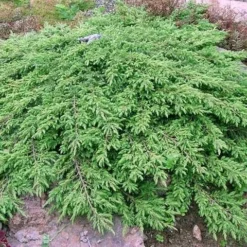 Jeneverbes (Juniperus Communis 'Green Carpet') -Groen Dome Verkoopwinkel juniperus communis green carpet