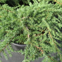 Jeneverbes (Juniperus Communis 'Green Carpet') -Groen Dome Verkoopwinkel juniperus communis green carpet 1