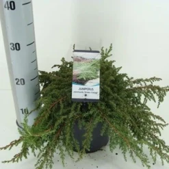 Jeneverbes (Juniperus Communis 'Green Carpet') -Groen Dome Verkoopwinkel juniperus communis green carpet c3 m 1