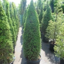 Jeneverbes (Juniperus Communis 'Hibernica') -Groen Dome Verkoopwinkel juniperus communis hibernica 150 175