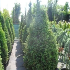 Jeneverbes (Juniperus Communis 'Hibernica') -Groen Dome Verkoopwinkel juniperus communis hibernica 175 200