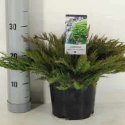 Sevenboom (Juniperus Sabina 'Tamariscifolia') -Groen Dome Verkoopwinkel juniperus sabina tamariscifolia winter c3 m