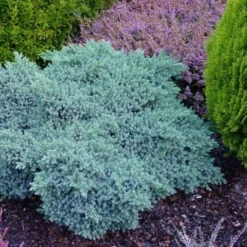 Jeneverbes (Juniperus Squamata 'Blue Star') -Groen Dome Verkoopwinkel juniperus squamata blue star