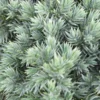 Jeneverbes (Juniperus Squamata 'Blue Star') -Groen Dome Verkoopwinkel juniperus squamata blue star 2