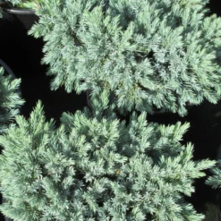 Jeneverbes (Juniperus Squamata 'Blue Star') -Groen Dome Verkoopwinkel juniperus squamata blue star 3
