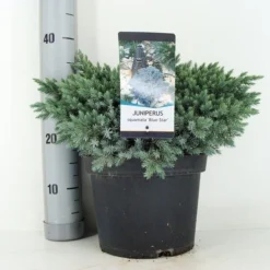 Jeneverbes (Juniperus Squamata 'Blue Star') -Groen Dome Verkoopwinkel juniperus squamata blue star c5 m
