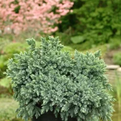 Jeneverbes (Juniperus Squamata 'Blue Star') -Groen Dome Verkoopwinkel jusbstar 2