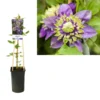 Bosrank (Clematis ‘Taiga’) -Groen Dome Verkoopwinkel k303.40855 clematis florida taiga pbr light s pot