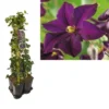 Hedera-Clematis Mix Haag (Romantika) -Groen Dome Verkoopwinkel k390.99123 clematis romantika 1m privacy