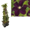 Hedera-Clematis Mix Haag (Warszawska Nike) -Groen Dome Verkoopwinkel k390.99124 clematis warszawska nike 1m privacy