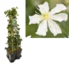 Hedera-Clematis Mix Haag (Paul Farges) -Groen Dome Verkoopwinkel k390.99133 clematis paul farges 1m privacy